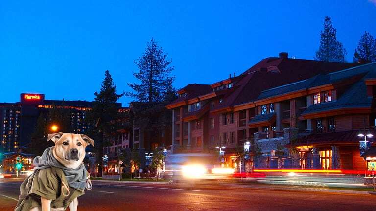 a dog that is standing on the side of the road in South Lake Tahoe.