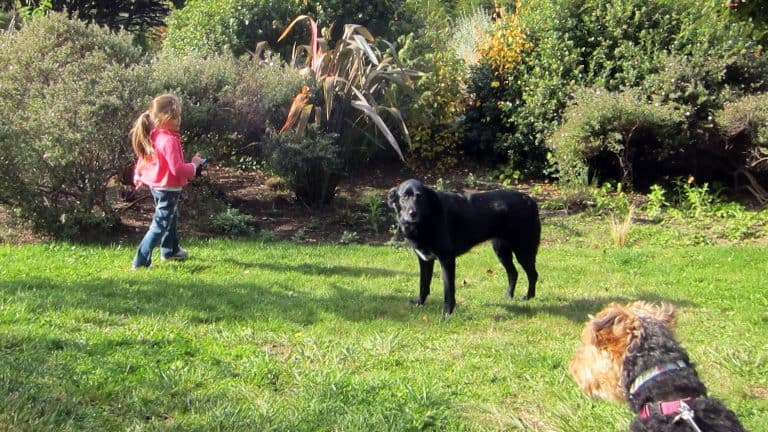 young girl on grass with 2 dogs.