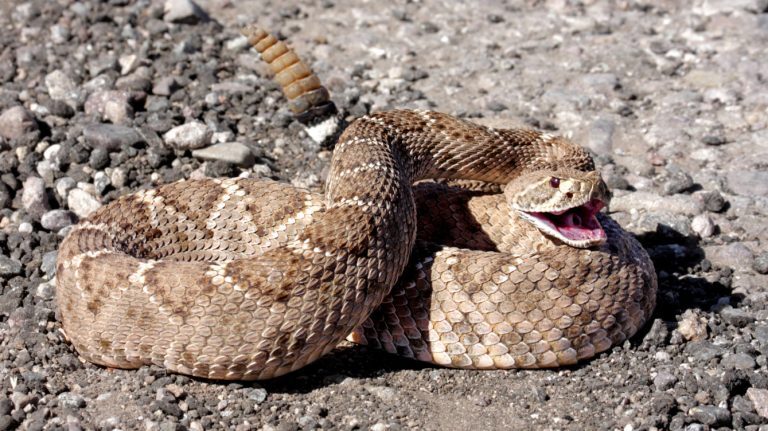 A rattlesnake rests on rocky ground, body curved into a coil. Its patterned brown scales blend with the earth tones around it. The snake lifts its tail, the rattle raised in warning, while its mouth opens to reveal long, curved fangs. The snake’s posture signals alertness and a readiness to defend itself—an example of why summer 2023’s rattlesnake advisory is in effect for dog owners exploring local trails and parks.
