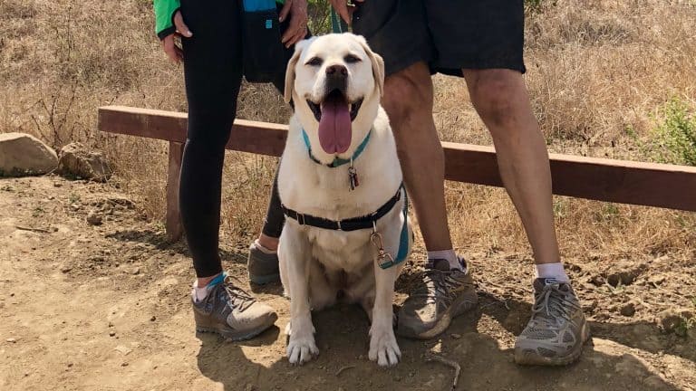 yellow lab panting