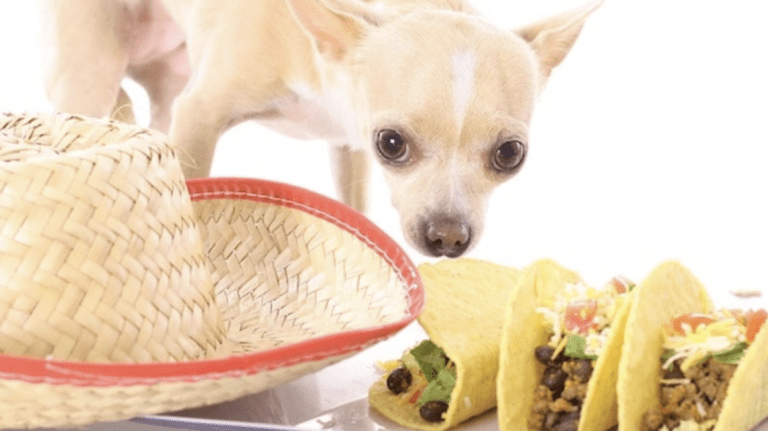 Dog with hat and tacos
