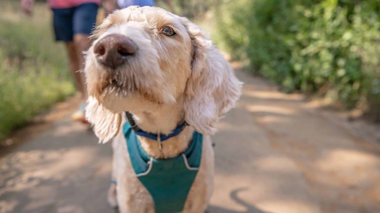 Dog in park on a walk