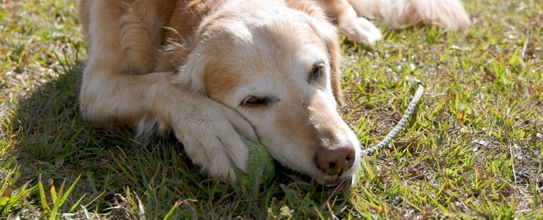 Hunter is one of the patients benefiting from cancert treatment. Photo by Yale University.