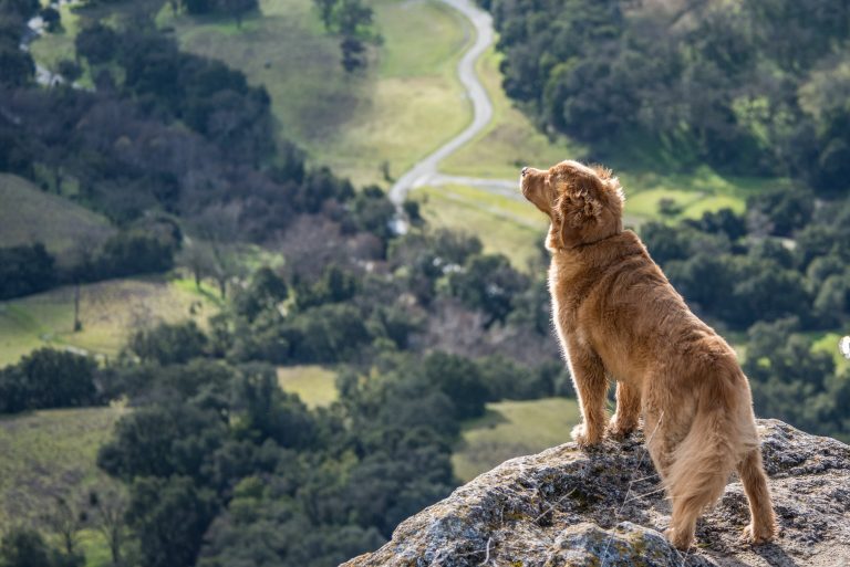 Dog looking over Pleasant Hill