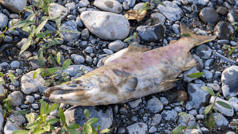 Deadfish adobe stock