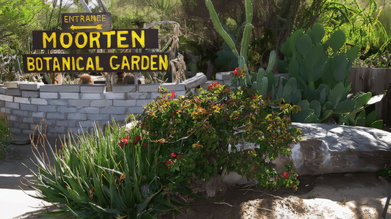 Moorten botanical garden palm springs cactus garden gallery 13