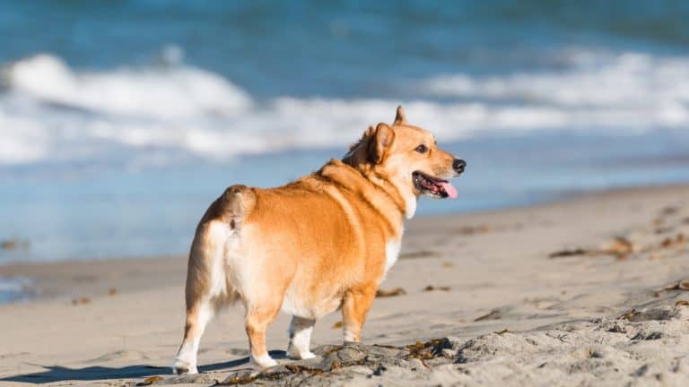 Corgi at dog beach in san diego