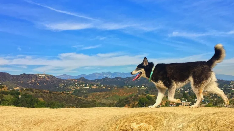 Runyon canyon dog hollywood sign.jpg