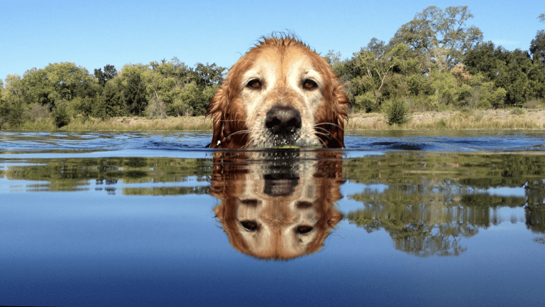A golden retriever swims in a serene lake along the Sacramento trails. Only its head breaks the water's surface, the reflection uncannily sharp. Trees and a bright, blue sky form the backdrop.