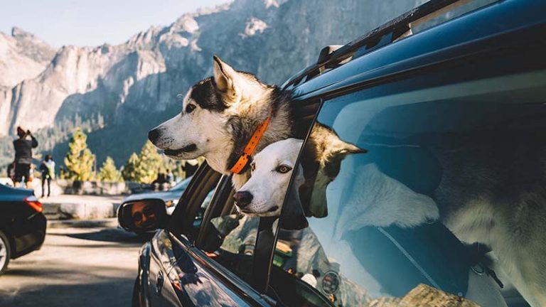 A golden Labrador retriever in Yosemite