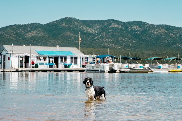 A black and white dog wades in the shallow water at Big Bear Lake. Behind it, a marina with boat docks and several boats sits next to the shore. In the background, a building is nestled among mountains under a clear blue sky.