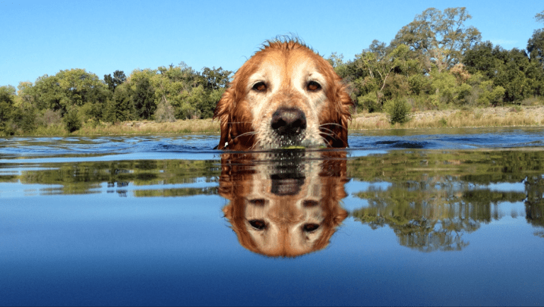 Sammy swimming in the American River. Photo by Jane Chapa. 2015 Go California judges’ winner.