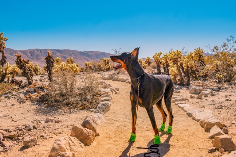 Jet at Joshua Tree National Park. Photo by Laura Zhu.