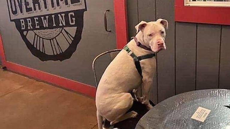 A white dog, wearing a collar and harness, is seated on a chair at a table in this welcoming brewery. The backdrop features the bold lettering "Overtime Brewing," encouraging visitors and their dogs to share in the enjoyment of local beers together.