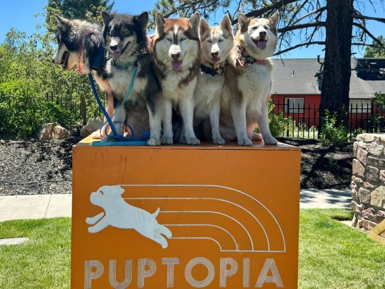Five Siberian Huskies, each with a distinct coat color, sit snugly together atop an orange platform emblazoned with the word "Puptopia." The scene unfolds beneath a vivid blue sky on a bright day—a perfect image to grace any DogTrekker guide focused on spring and summer events where you can bring your dog.