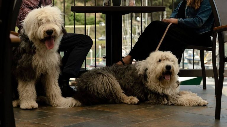 Two shaggy dogs with thick coats of white and gray fur relax on a tiled patio next to two individuals seated at a table. Beyond them, the vibrant greenery and sparkling waterfront capture the inviting setting typical of Mendocino's dining spots.