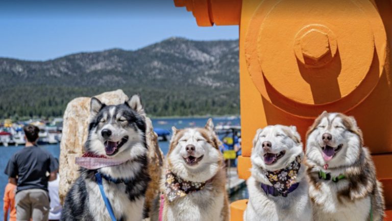 Puptopia