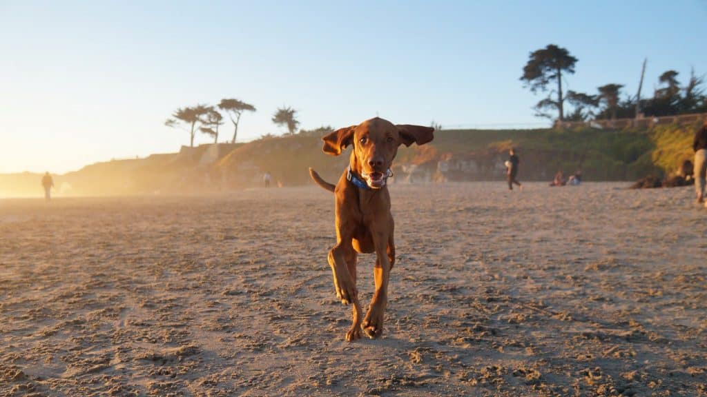 is butterfly beach dog friendly